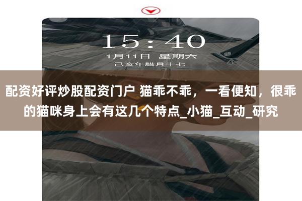 配资好评炒股配资门户 猫乖不乖，一看便知，很乖的猫咪身上会有这几个特点_小猫_互动_研究